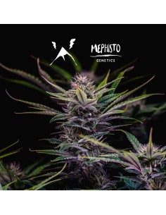 Mango Smile (Mephisto Genetics) Autoflowering Seeds