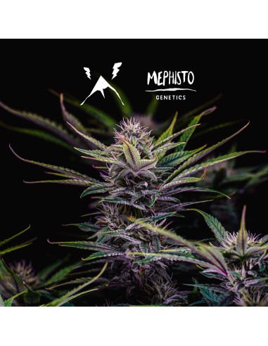 Mango Smile (Mephisto Genetics)