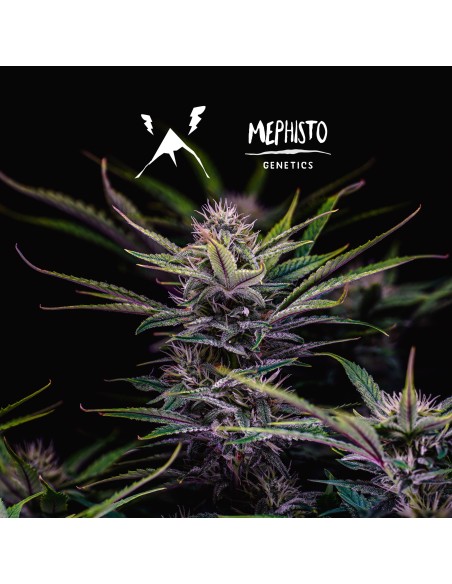 Mango Smile (Mephisto Genetics)