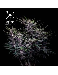 Mango Smile (Mephisto Genetics) Autoflowering Seeds 2