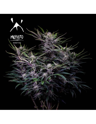 Mango Smile (Mephisto Genetics)