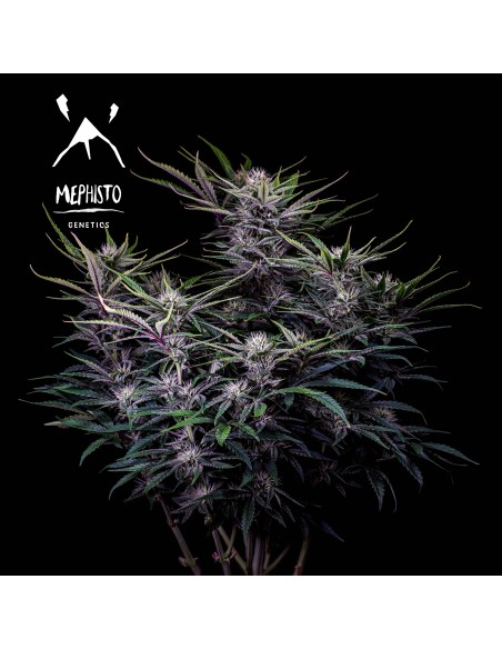 Mango Smile (Mephisto Genetics)