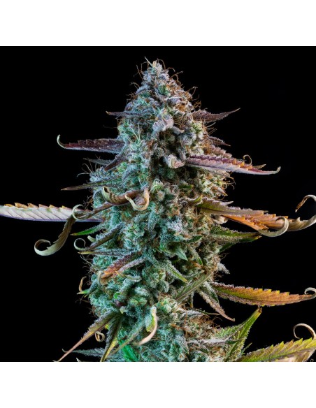 Mango Smile (Mephisto Genetics)
