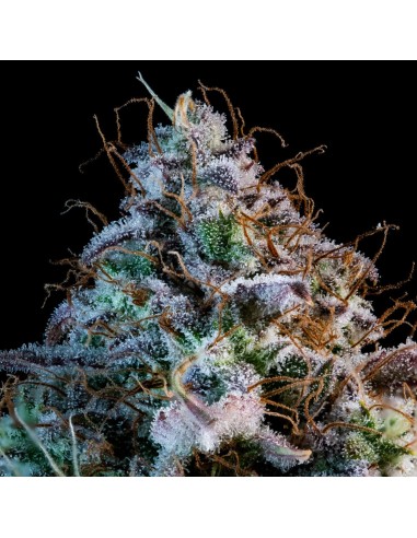 Mango Smile (Mephisto Genetics)