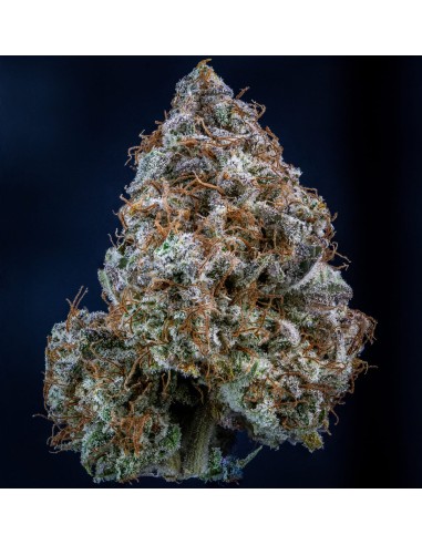 Mango Smile (Mephisto Genetics)