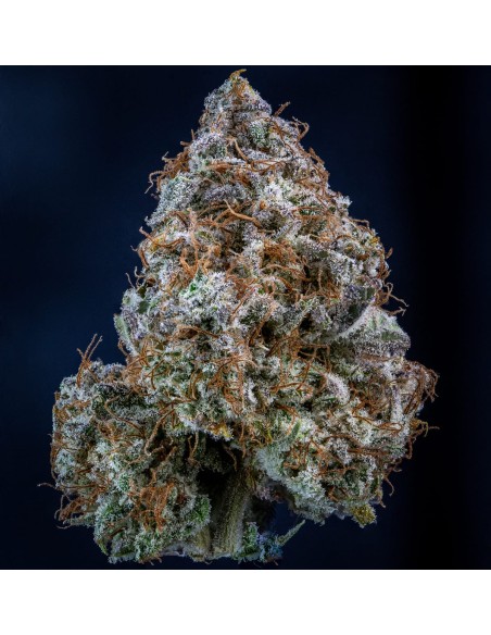 Mango Smile (Mephisto Genetics)