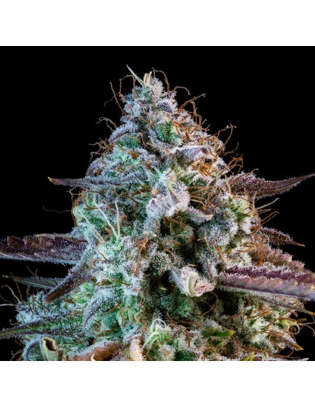 Mango Smile (Mephisto Genetics)
