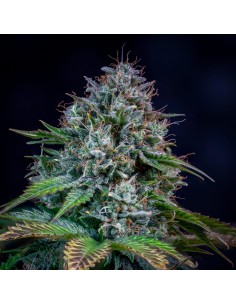 Creme de la Chem (Mephisto Genetics)