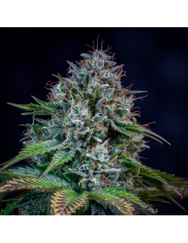 Creme de la Chem (Mephisto Genetics)