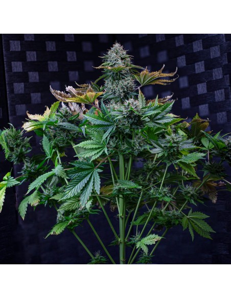 Creme de la Chem (Mephisto Genetics)