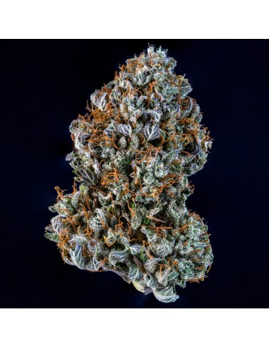 Creme de la Chem (Mephisto Genetics)