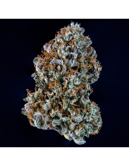 Creme de la Chem (Mephisto Genetics)