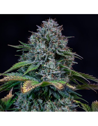 Creme de la Chem (Mephisto Genetics)
