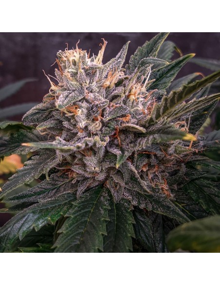 Forgotten Cookies (Mephisto Genetics) Autoflowering Seeds