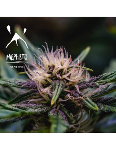 Strawberry Nuggets (Mephisto Genetics) Autoflowering Seeds