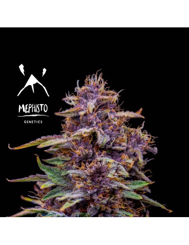 Strawberry Nuggets (Mephisto Genetics) Autoflowering Seeds