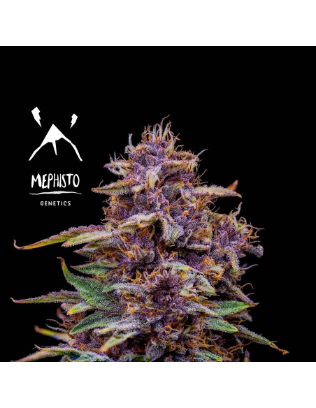 Strawberry Nuggets (Mephisto Genetics) Autoflowering Seeds