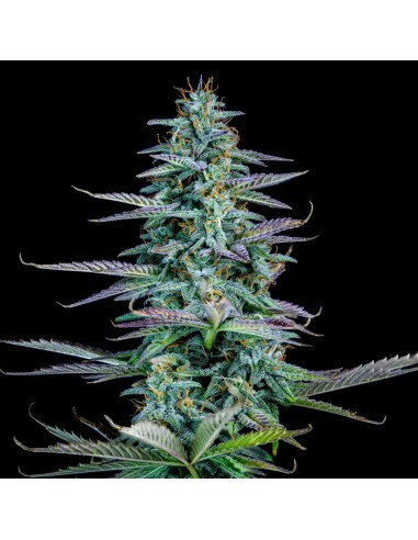 Strawberry Nuggets (Mephisto Genetics) Autoflowering Seeds