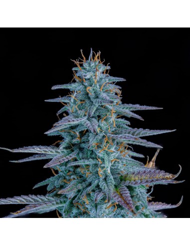 Strawberry Nuggets (Mephisto Genetics) Autoflowering Seeds