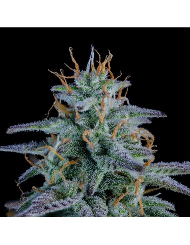 Strawberry Nuggets (Mephisto Genetics) Autoflowering Seeds