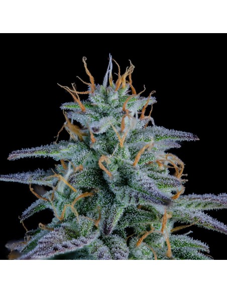 Strawberry Nuggets (Mephisto Genetics) Autoflowering Seeds