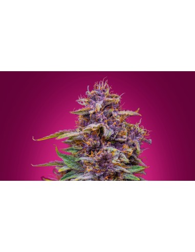 Strawberry Nuggets (Mephisto Genetics) Autoflowering Seeds