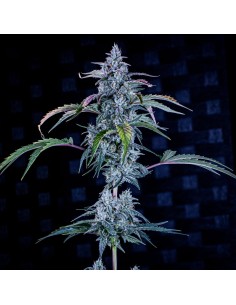 Fugue State (Mephisto Genetics) Autoflowering Seeds