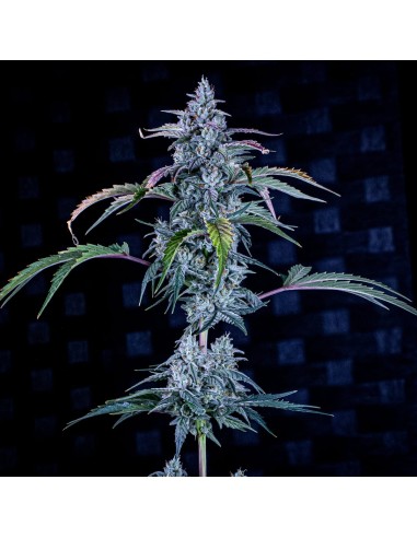 Fugue State (Mephisto Genetics) Autoflowering Seeds