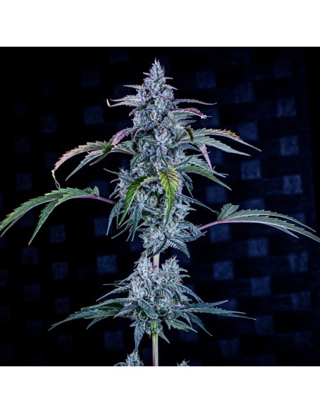 Fugue State (Mephisto Genetics) Autoflowering Seeds