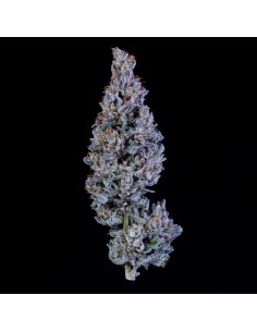 Fugue State (Mephisto Genetics) Autoflowering Seeds 2