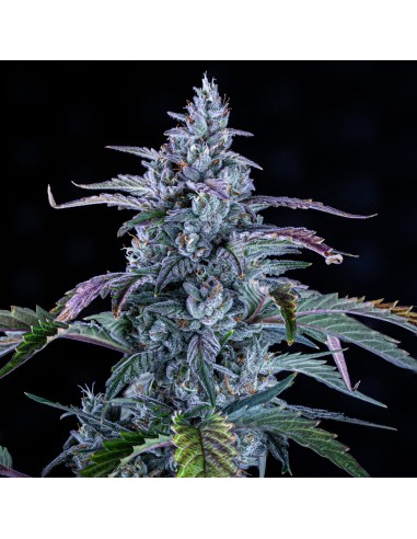 Fugue State (Mephisto Genetics) Autoflowering Seeds