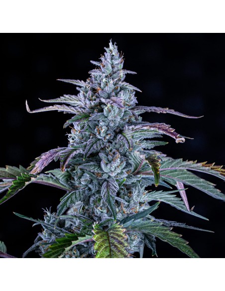 Fugue State (Mephisto Genetics) Autoflowering Seeds