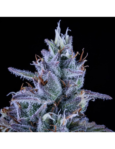 Fugue State (Mephisto Genetics) Autoflowering Seeds