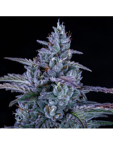 Fugue State (Mephisto Genetics) Autoflowering Seeds