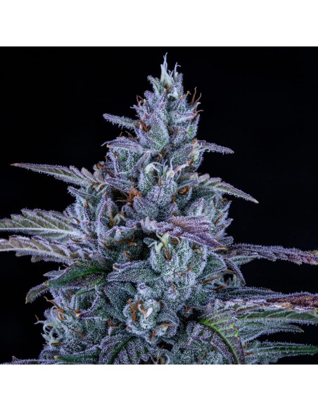 Fugue State (Mephisto Genetics) Autoflowering Seeds