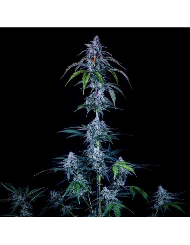 Fugue State (Mephisto Genetics) Autoflowering Seeds