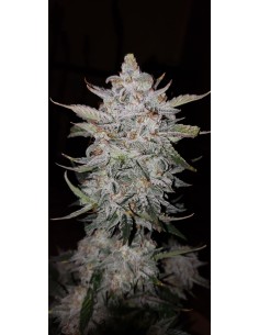 Auto Forum Stomper (Mephisto Genetics) Semi Autofiorenti