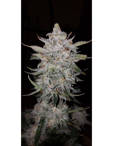 Forum Stomper (Mephisto Genetics) Autoflowering Seeds