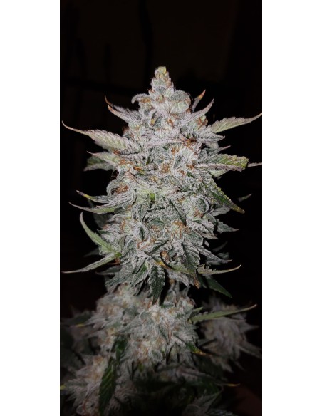 Forum Stomper (Mephisto Genetics) Autoflowering Seeds