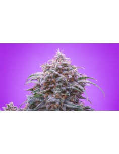 Double Grape (Mephisto Genetics) Autoflowering Seeds