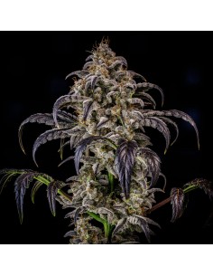 Double Grape (Mephisto Genetics)