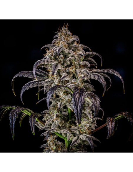 Double Grape (Mephisto Genetics)