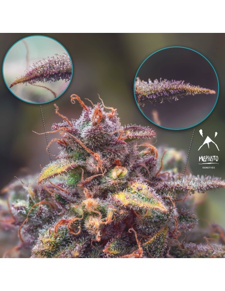 Double Grape (Mephisto Genetics)