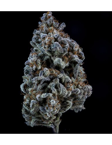 Double Grape (Mephisto Genetics)