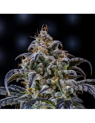 Double Grape (Mephisto Genetics)