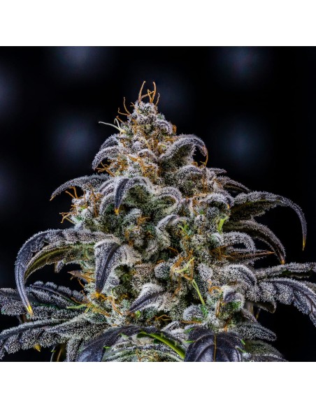 Double Grape (Mephisto Genetics)
