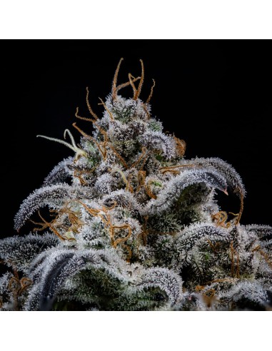 Double Grape (Mephisto Genetics)