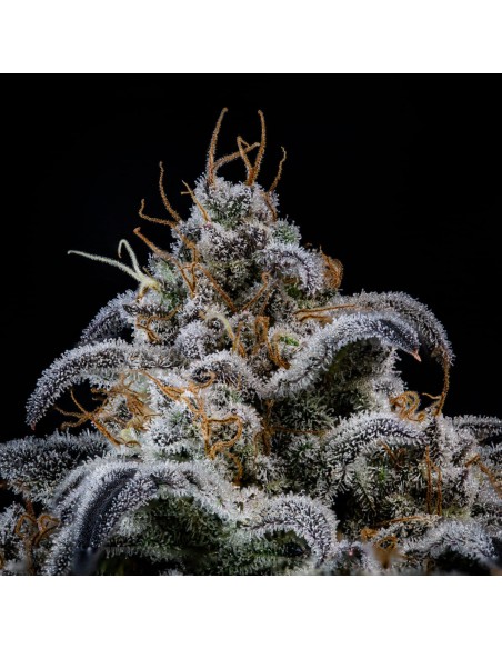 Double Grape (Mephisto Genetics)