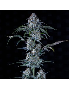 Sour Stomper (Mephisto Genetics) Autoflowering Seeds