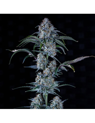 Sour Stomper (Mephisto Genetics)